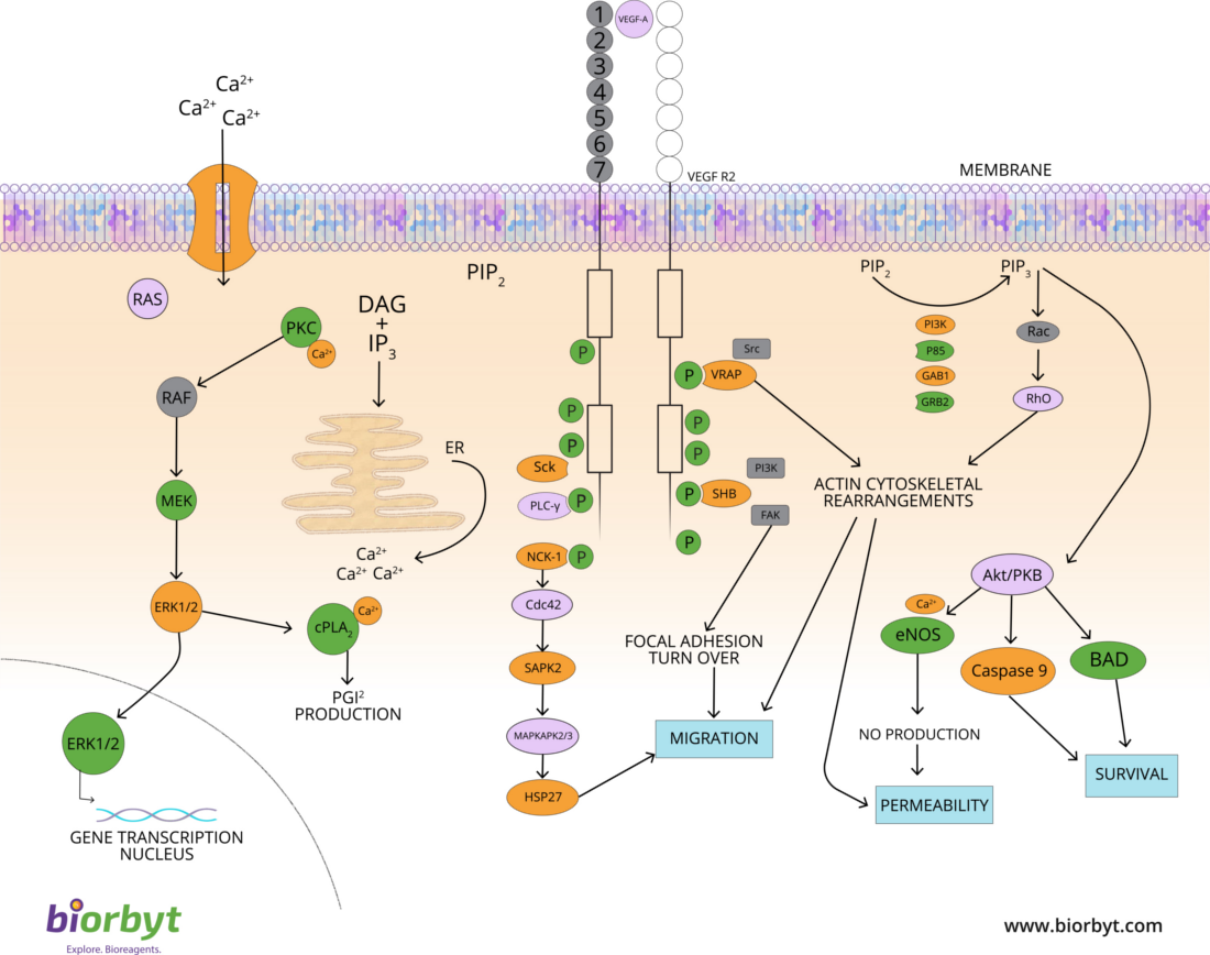 Signalling Pathways Overview